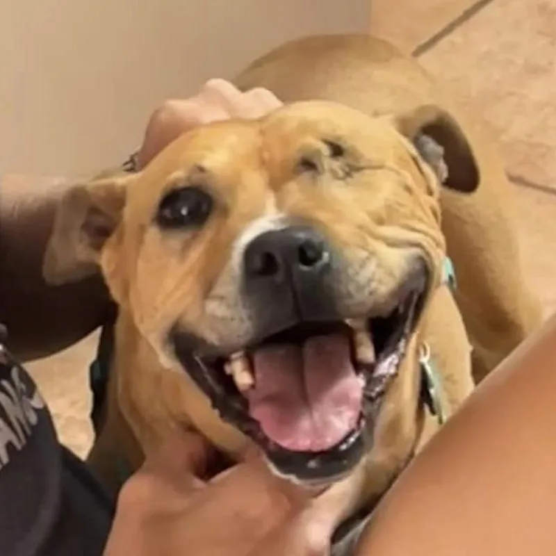 Norberta thumbnail 5