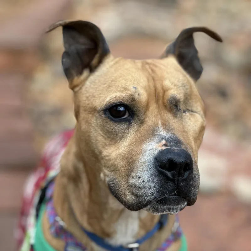 Norberta thumbnail 6