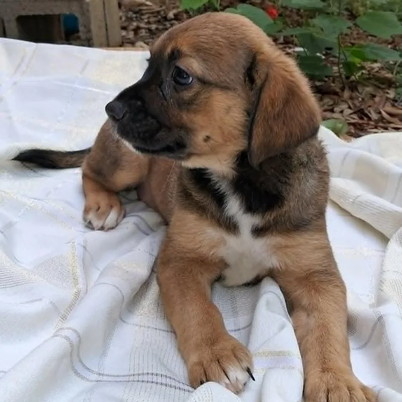 A baby medium-sized female Brown / Chocolate Retriever dog named Sage Mw for adoption in Austin, TX