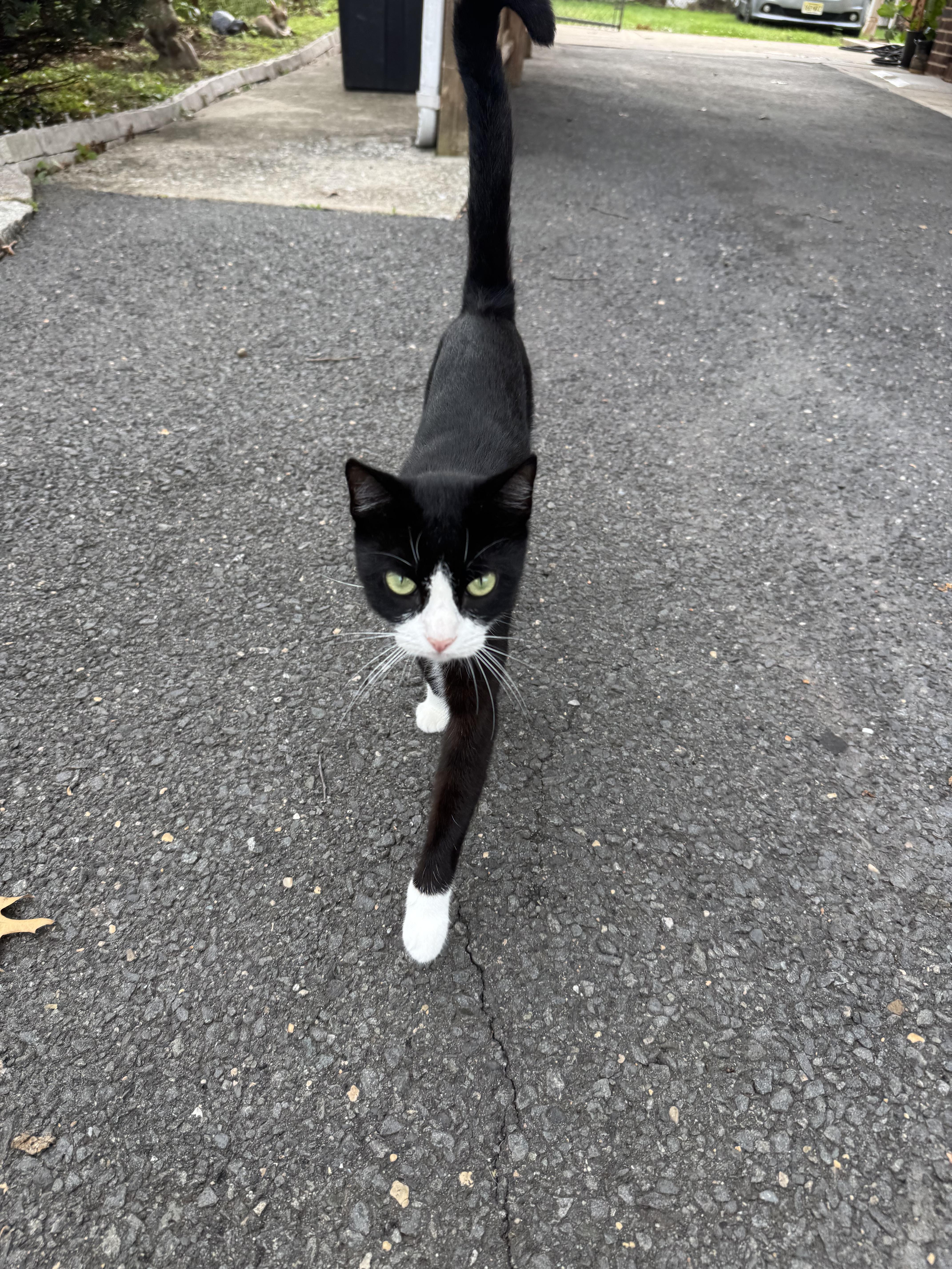 A young medium-sized female Tuxedo cat named Mimi for adoption in Perth Amboy , NJ
