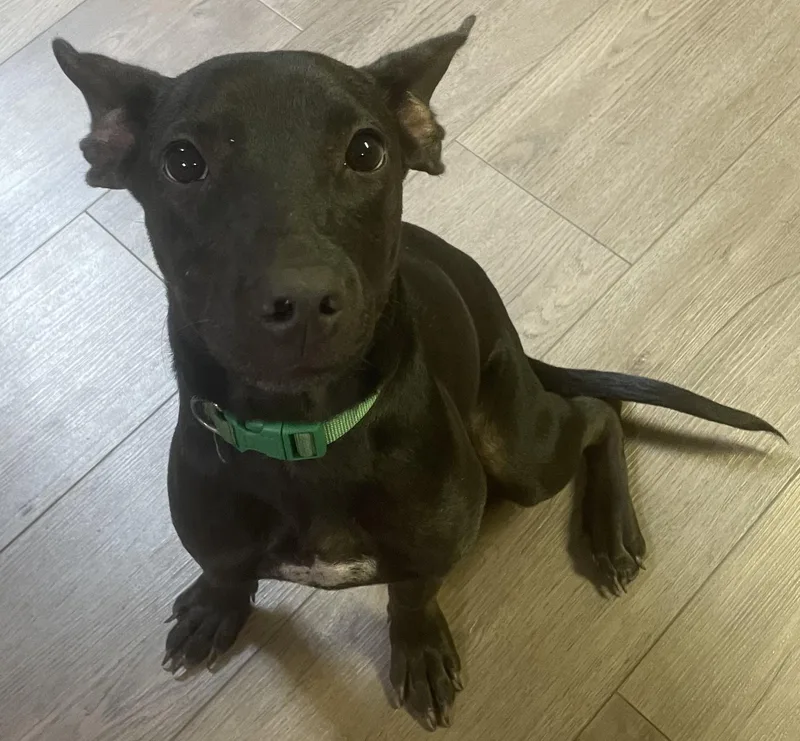 A baby medium-sized female Black Labrador Retriever dog named Willow for adoption in Mobile , AL