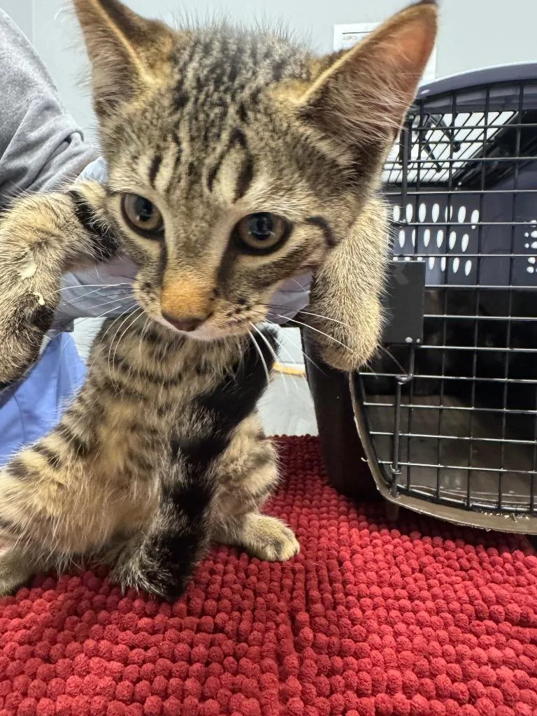 A baby medium-sized male Domestic Short Hair cat named Ontario for adoption in Bloomington, IN