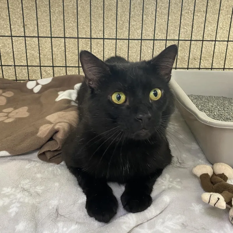 An adult large-sized male Black Domestic Short Hair cat named Black Panther for adoption in Deerfield, IL