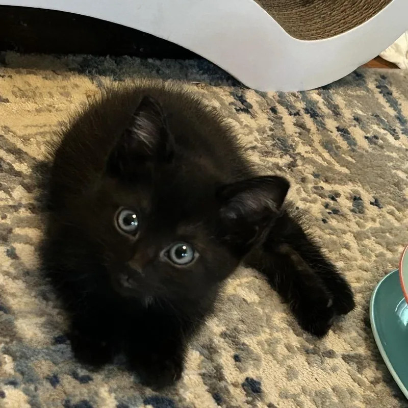 A baby small-sized male Black Domestic Short Hair cat named Trevor for adoption in Chattanooga, TN
