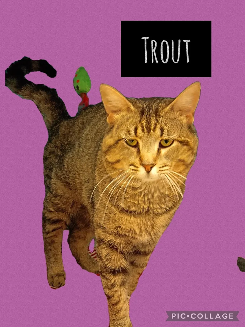 An adult medium-sized male Tabby cat named Trout for adoption in Muncie, IN