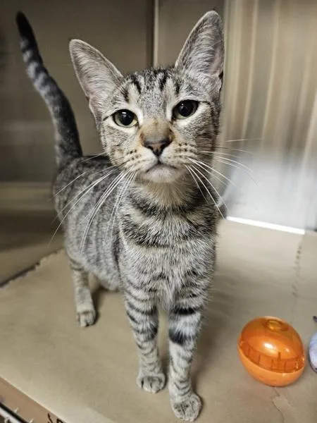 A young small-sized female Domestic Short Hair cat named Sameera for adoption in Kennewick, WA