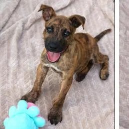A baby medium-sized male Brindle Mixed Breed dog named Wally for adoption in Wantagh, NY