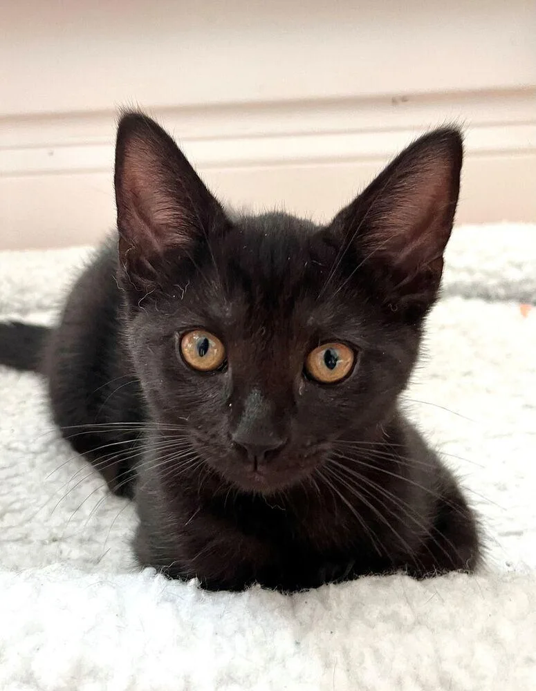 A baby small-sized female Black Domestic Short Hair cat named Darcy for adoption in Duxbury, MA