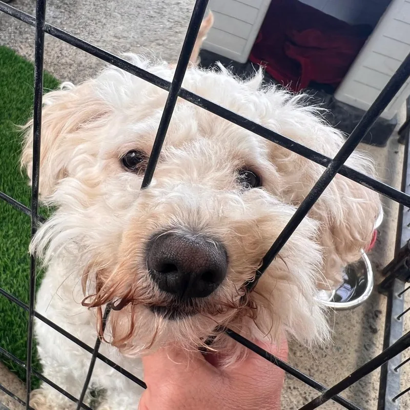 An adult small-sized male White / Cream Poodle dog named PantsA for adoption in San Pablo, CA