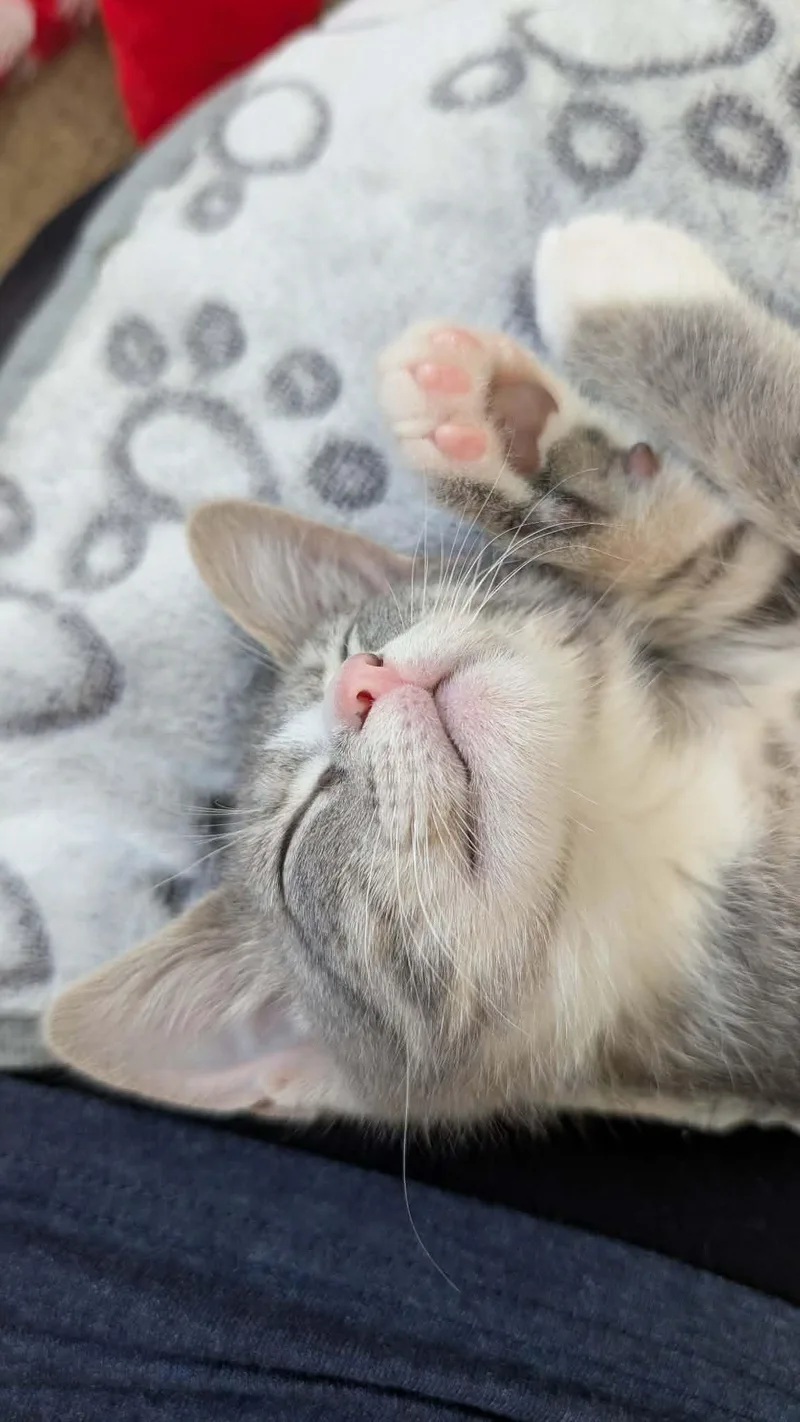 A baby medium-sized female Tabby (Gray / Blue / Silver) Domestic Short Hair cat named Benny for adoption in Sioux Falls, SD