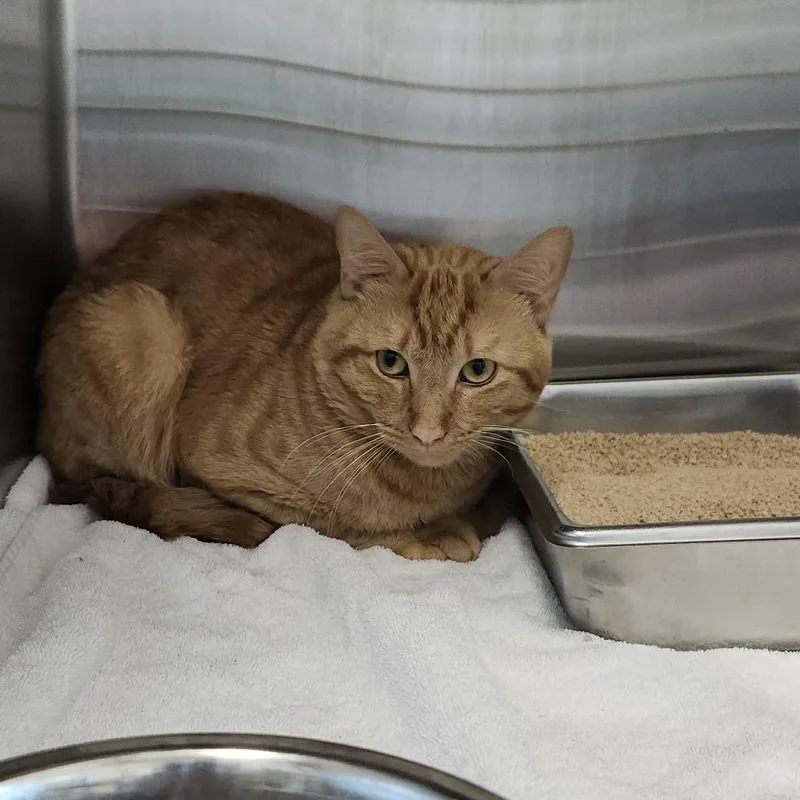 An adult medium-sized male Orange / Red Domestic Short Hair cat named Bodhi for adoption in Clearwater, FL