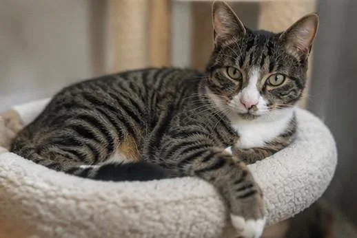 A young medium-sized male Tabby (Buff / Tan / Fawn) Domestic Short Hair cat named Sol for adoption in Houston, TX