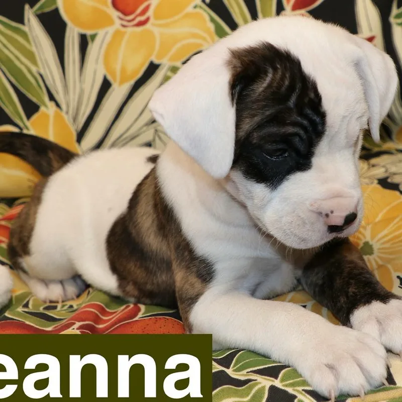 A baby medium-sized female White / Cream Hound dog named Breanna for adoption in Potomac, MD