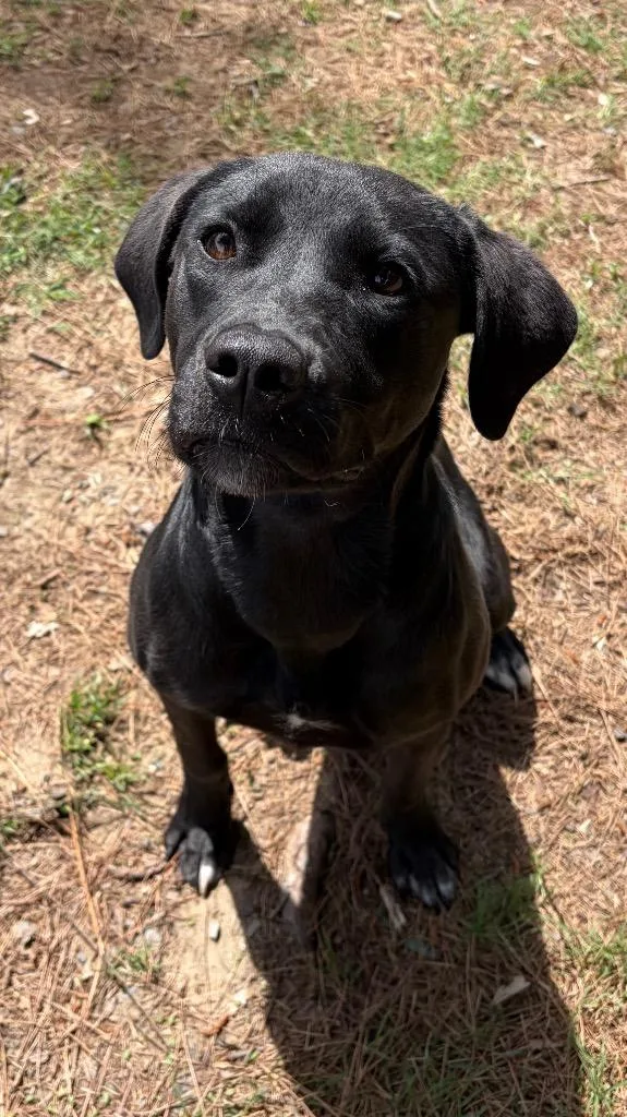 A baby medium-sized female Labrador Retriever dog named Maple for adoption in Little Rock, AR