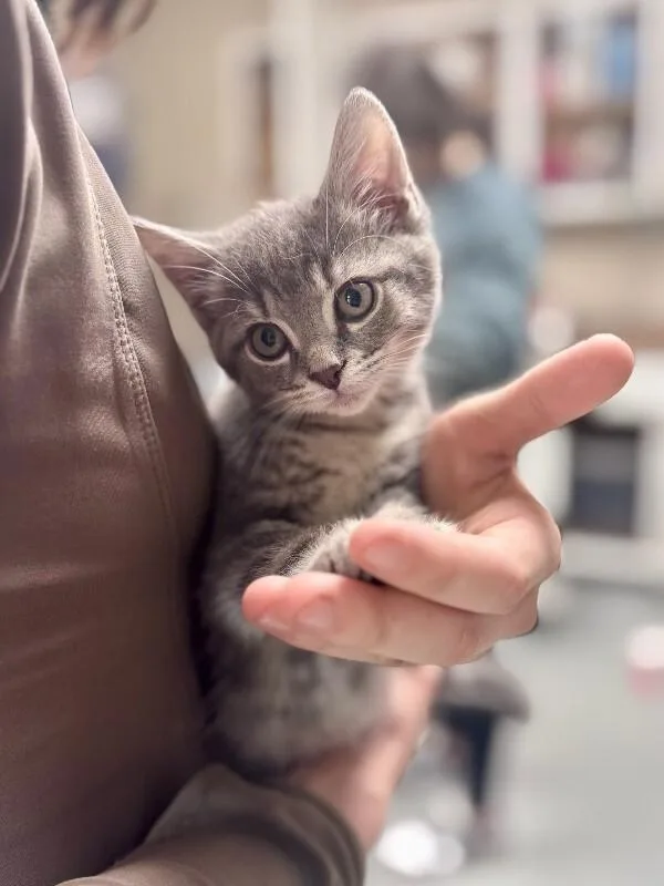 A young medium-sized male Gray / Blue / Silver Domestic Short Hair cat named Rumple for adoption in Wooster, OH
