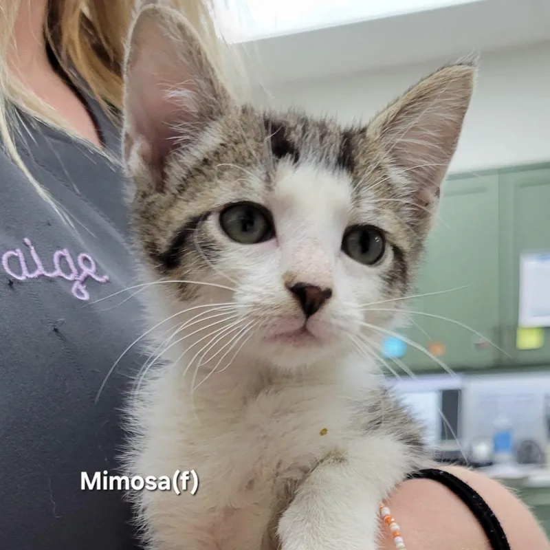 A baby medium-sized female Tabby (Brown / Chocolate) Domestic Short Hair cat named Mimosa for adoption in Mazon, IL