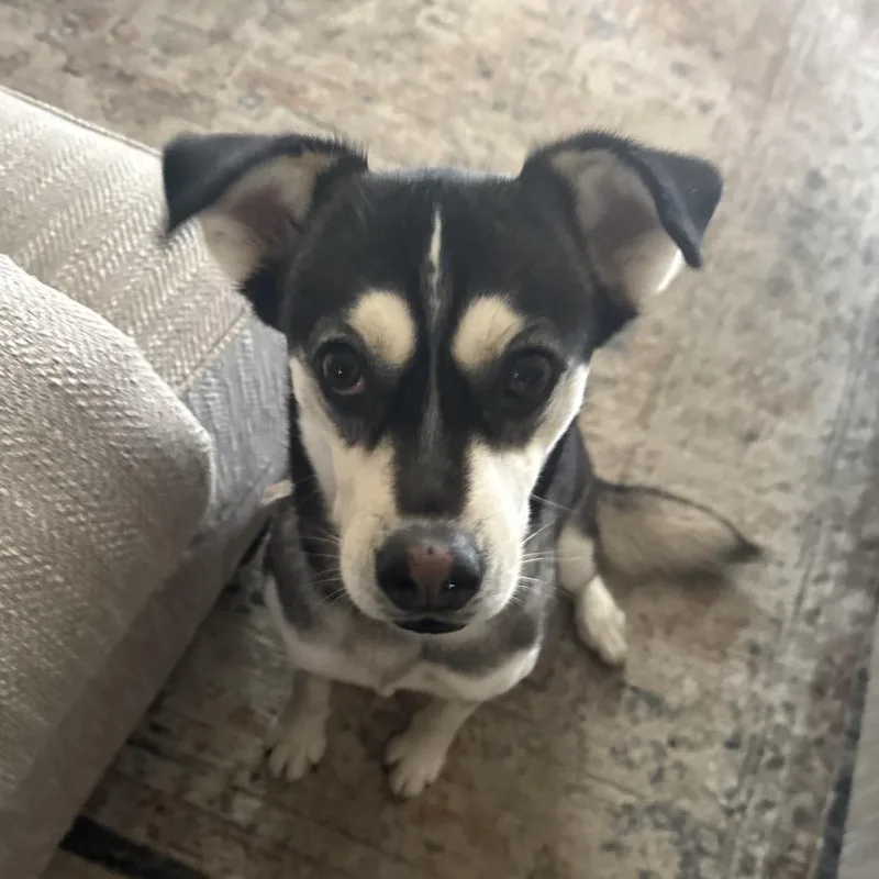 An adult medium-sized female Husky dog named Chanel for adoption in Enid, OK