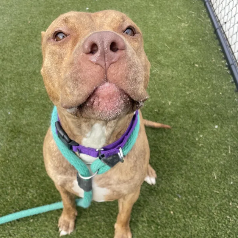 Coco Loco thumbnail 5