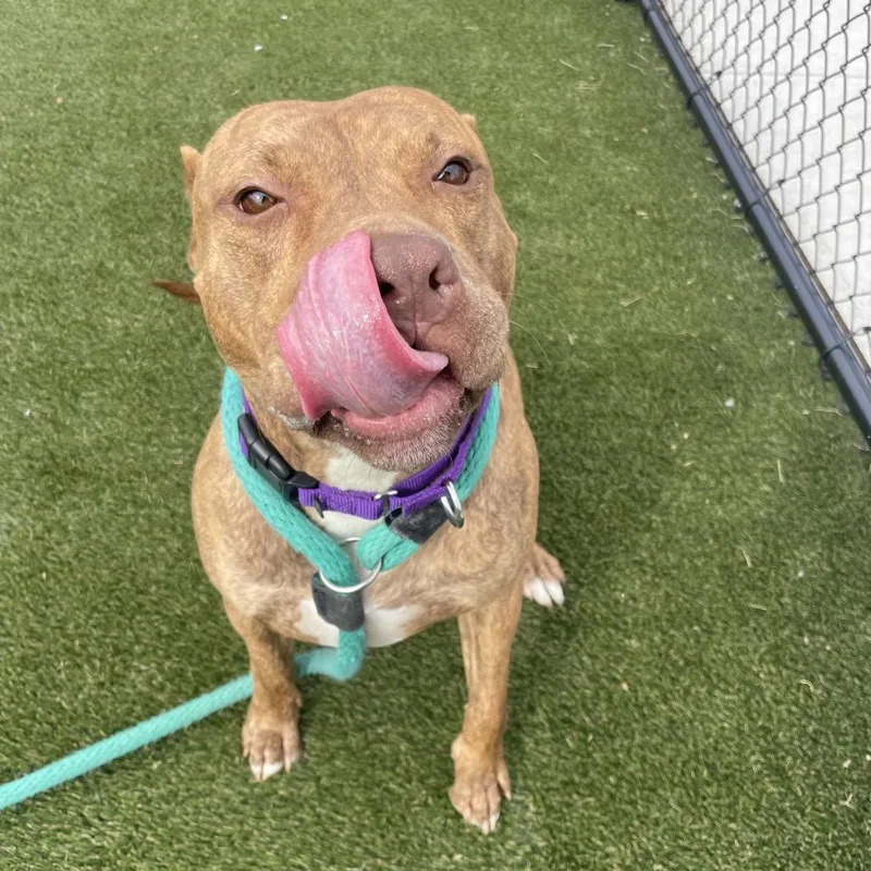 Coco Loco thumbnail 6