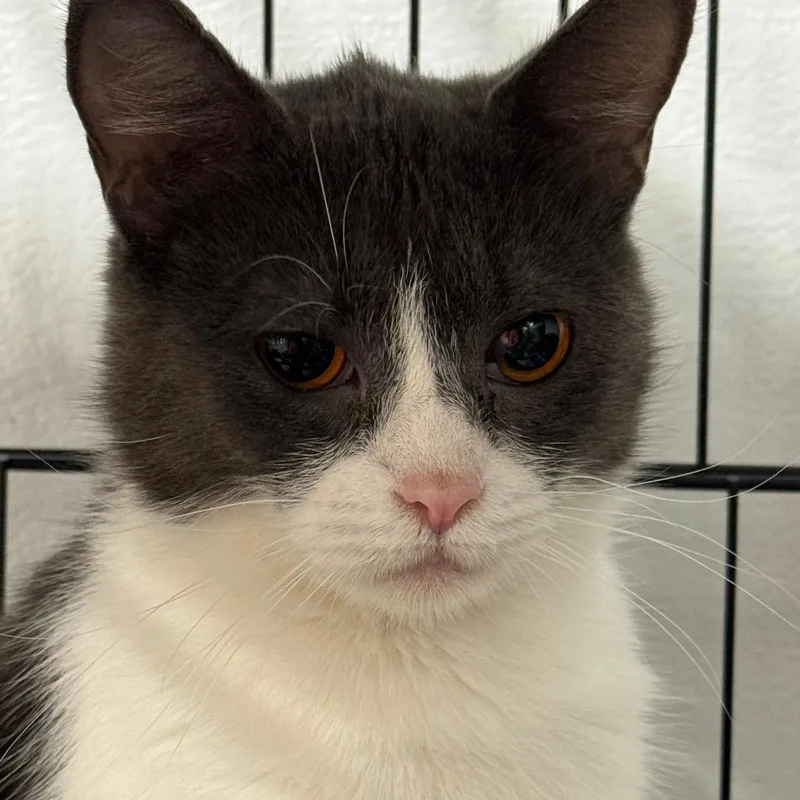 An adult medium-sized female Gray / Blue / Silver Domestic Short Hair cat named Persephone ARC for adoption in Akron, NY