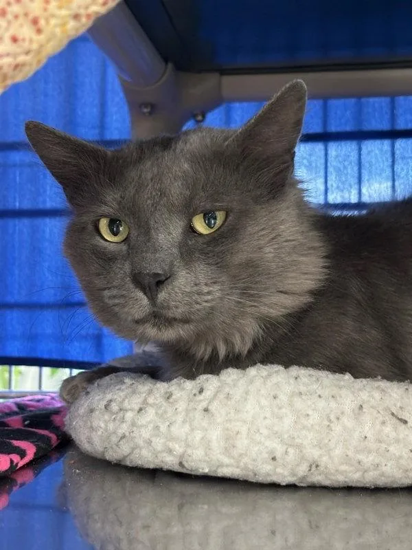 An adult small-sized male Domestic Medium Hair cat named Cheep Cheep for adoption in Sherwood, OR