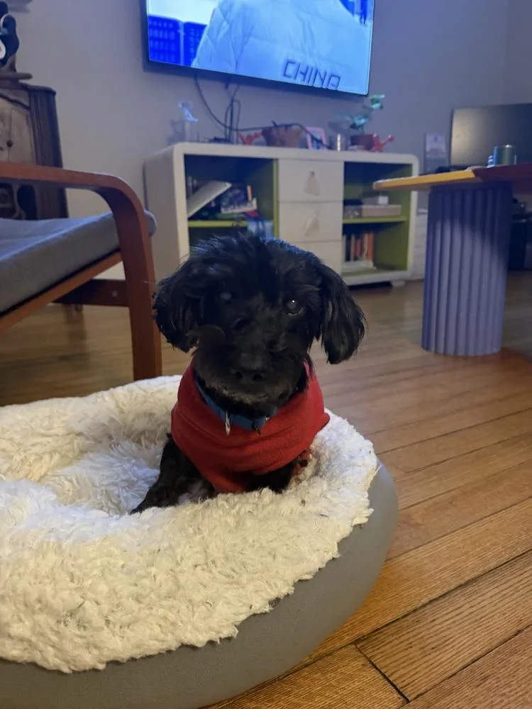 An adult small-sized male Black Poodle dog named Zuri for adoption in Plymouth, MI