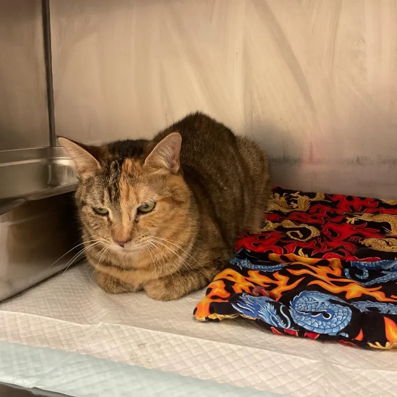 An adult medium-sized female Torbie Domestic Short Hair cat named Gemini for adoption in Monroe, LA