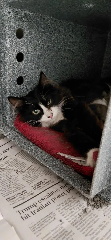A young small-sized female Domestic Short Hair cat named Dutchess for adoption in Henderson, NC