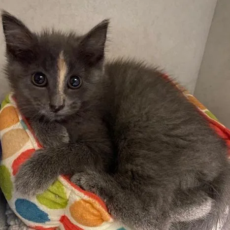 A baby small-sized female Gray / Blue / Silver Domestic Short Hair cat named Sally Seashell for adoption in Dayton, OH