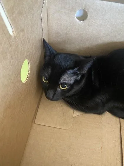 An adult small-sized male Domestic Short Hair cat named Poppy for adoption in Daytona Beach, FL