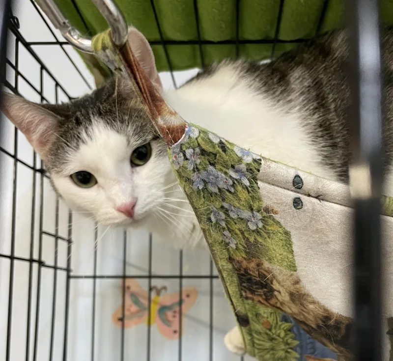 A young medium-sized female Domestic Short Hair cat named Maddie for adoption in Myrtle Beach, SC
