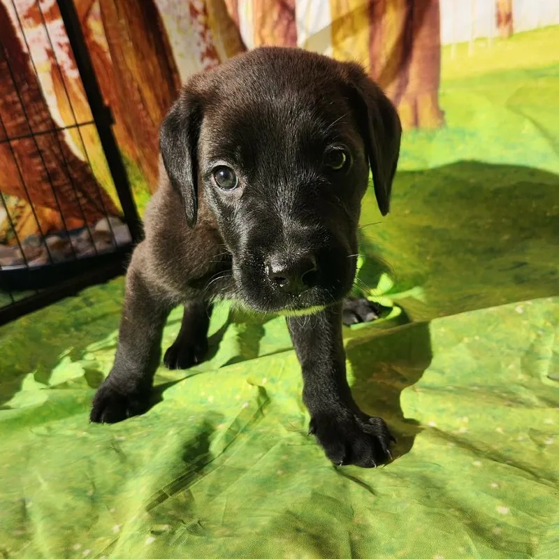 Gunner Jb thumbnail 3