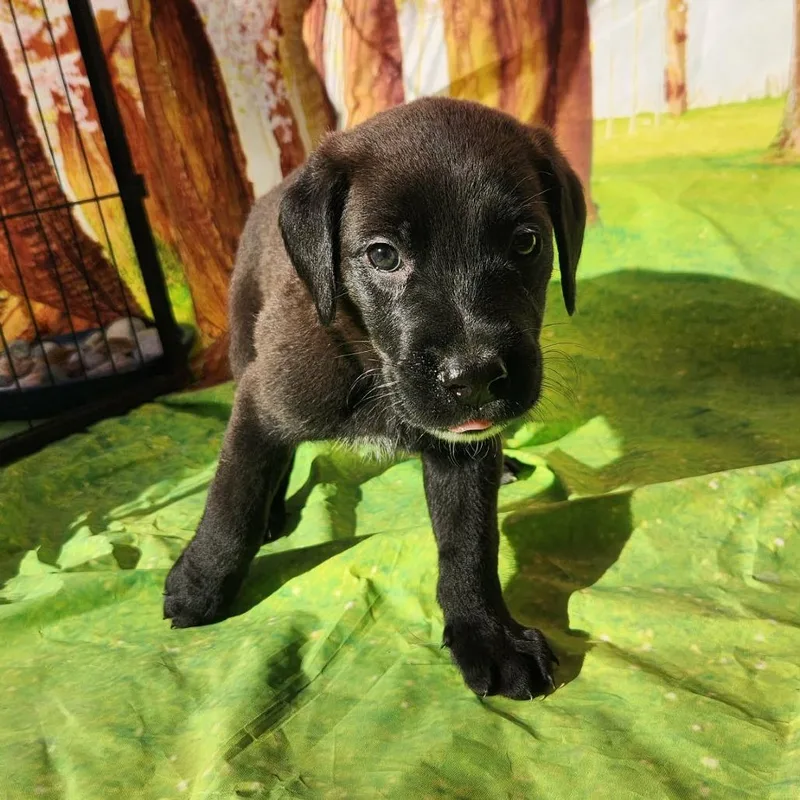 Gunner Jb thumbnail 4