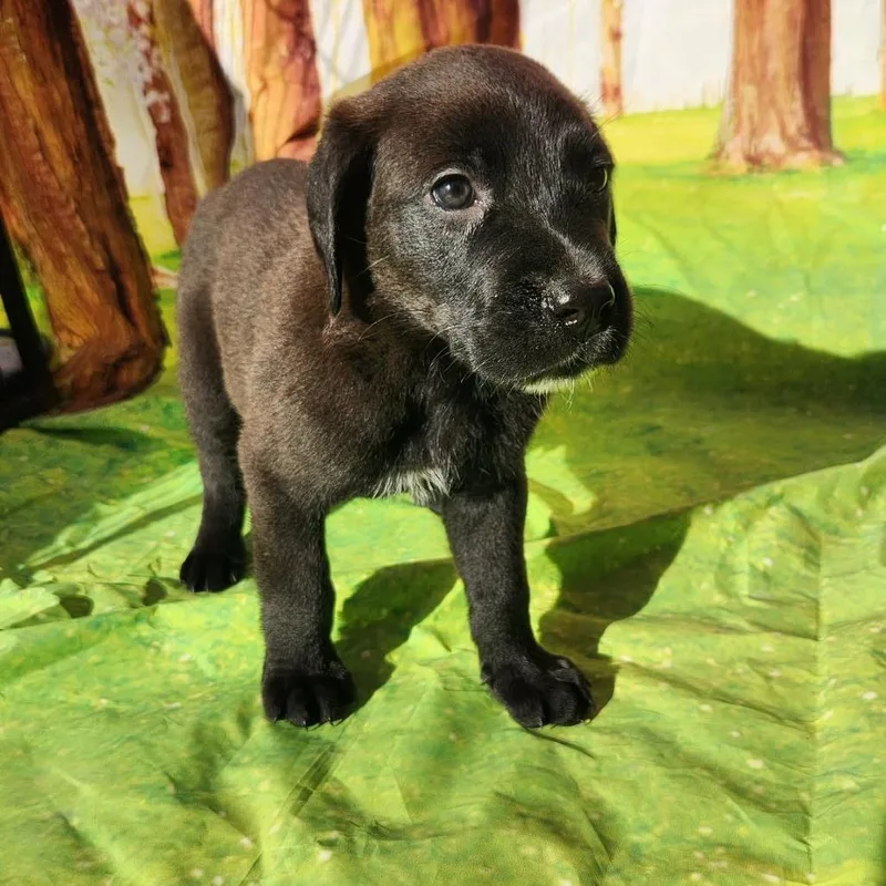 Gunner Jb thumbnail 5