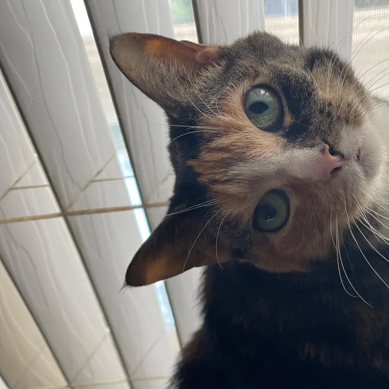 A senior medium-sized female Calico Domestic Short Hair cat named Kiera for adoption in largo, FL