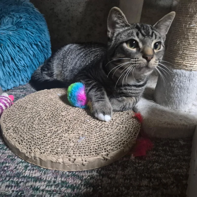 A baby medium-sized male Tabby (Brown / Chocolate) Domestic Short Hair cat named Ryman for adoption in Hudsonville, MI
