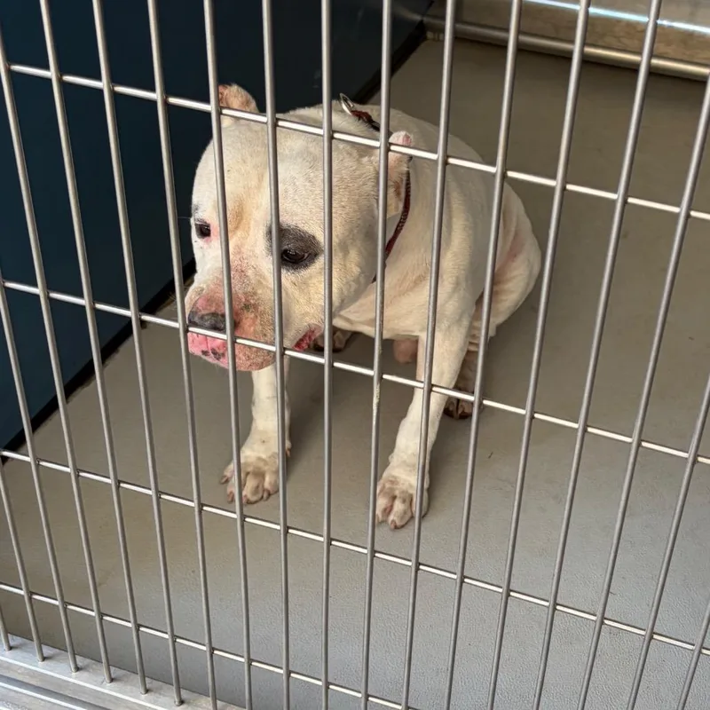 A senior medium-sized male White / Cream Mixed Breed dog named Casanova for adoption in Greenville, SC