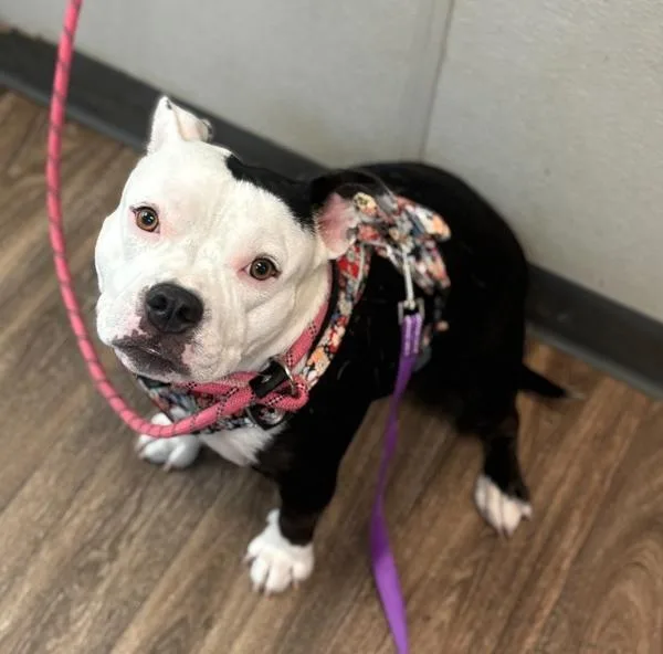 An adult medium-sized female American Bully dog named Oreo for adoption in San Diego, CA