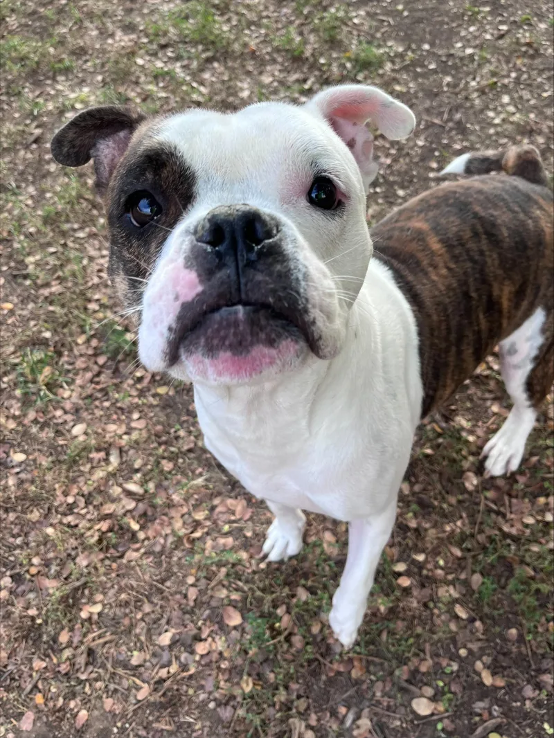 An adult medium-sized male English Bulldog dog named Lot A for adoption in Plano, TX