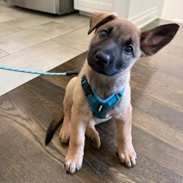 A baby small-sized female Shepherd dog named Joan Of Arc for adoption in Los Angeles, CA