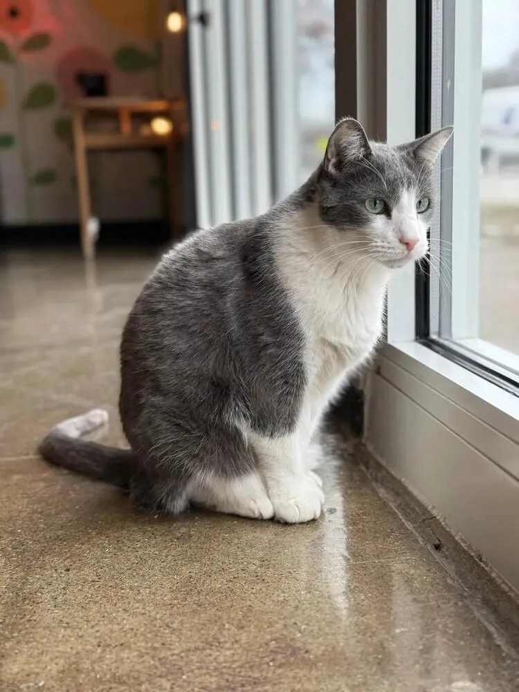 An adult large-sized male Gray / Blue / Silver Domestic Short Hair cat named Houdini for adoption in Ferndale, MI