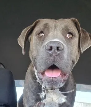 An adult medium-sized female Pit Bull Terrier dog named Delta for adoption in Manhattan Beach, CA