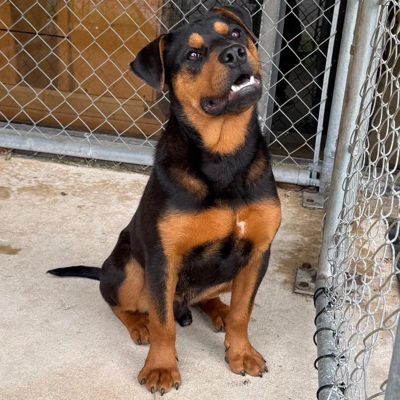 A baby medium-sized male Black Rottweiler dog named Bodie for adoption in Birmingham, AL