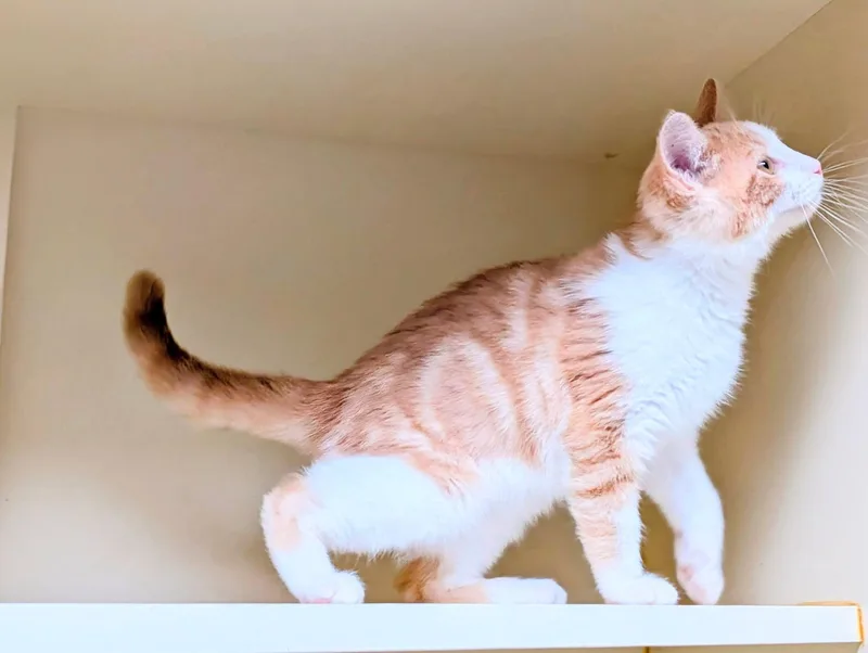 A baby large-sized male Tabby (Orange / Red) Maine Coon cat named Timmy for adoption in Kent, WA