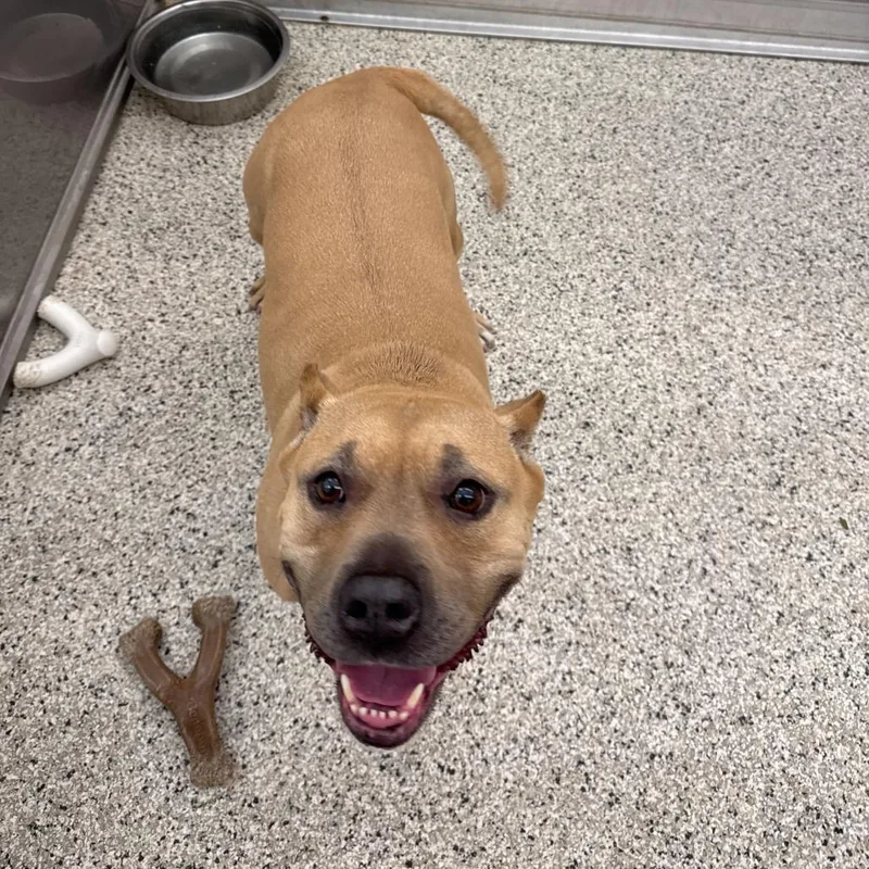 A senior large-sized female Yellow / Tan / Blond / Fawn Mixed Breed dog named Lulu for adoption in Newark, DE