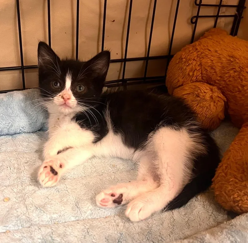 A baby medium-sized female Black & White / Tuxedo Tuxedo cat named Judge Judyfur for adoption in Mira Loma, CA