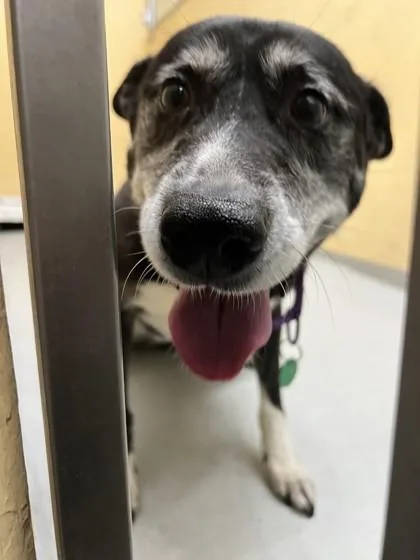 A senior large-sized female Labrador Retriever dog named Flossie for adoption in Seattle, WA