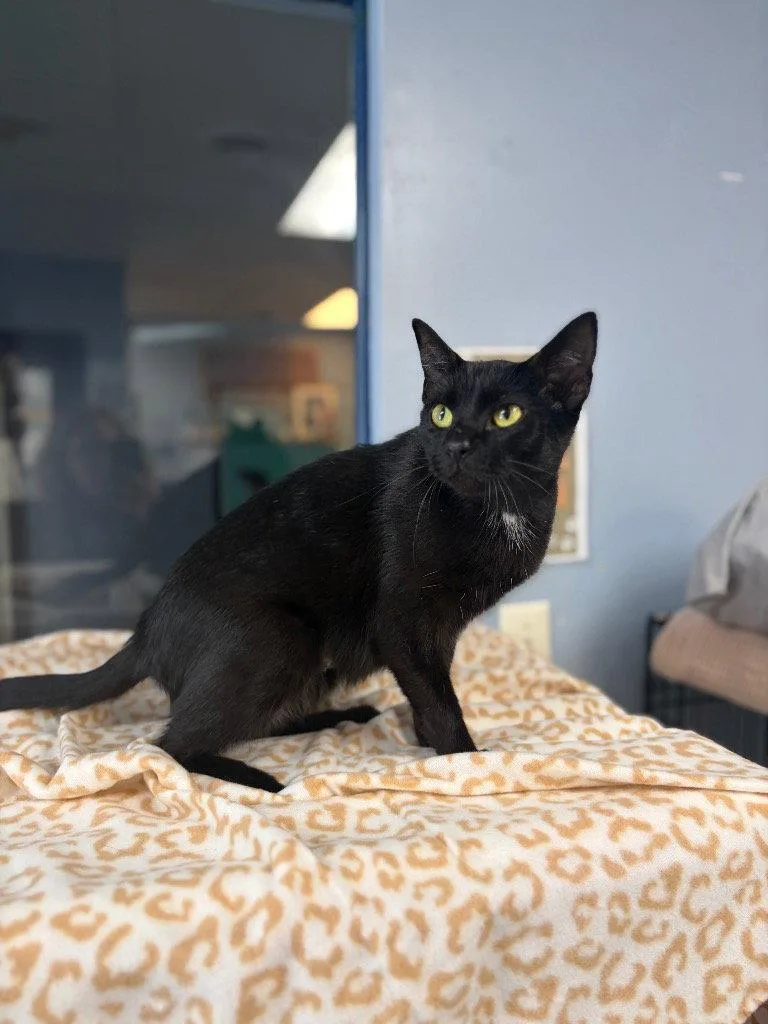 A young medium-sized female Black Domestic Short Hair cat named Vanilla for adoption in Lovingston, VA
