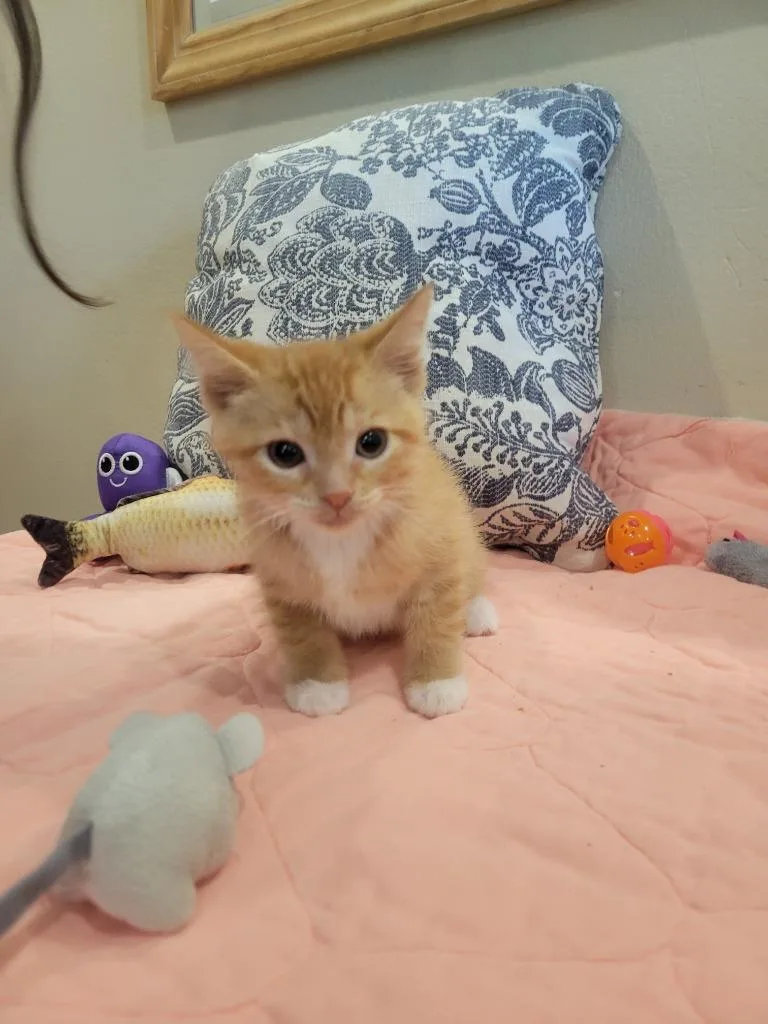 A baby medium-sized male Domestic Short Hair cat named Lm Ron for adoption in Ashland, WI