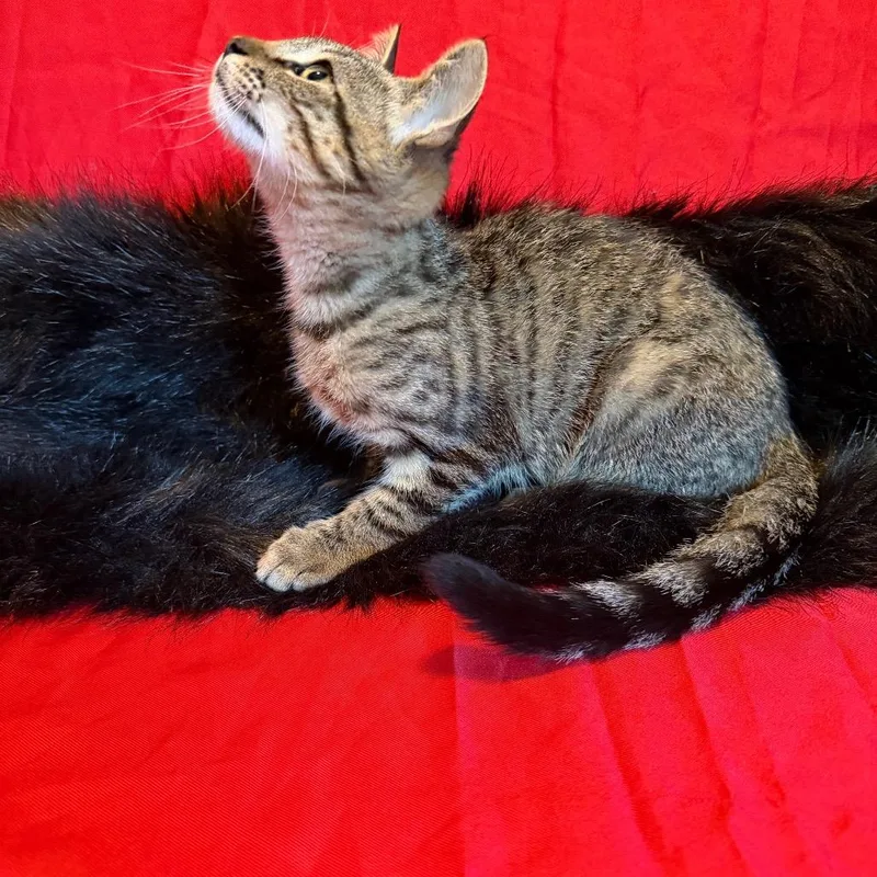 A baby small-sized female Brown / Chocolate Domestic Short Hair cat named Buttercup for adoption in Westminster, CA